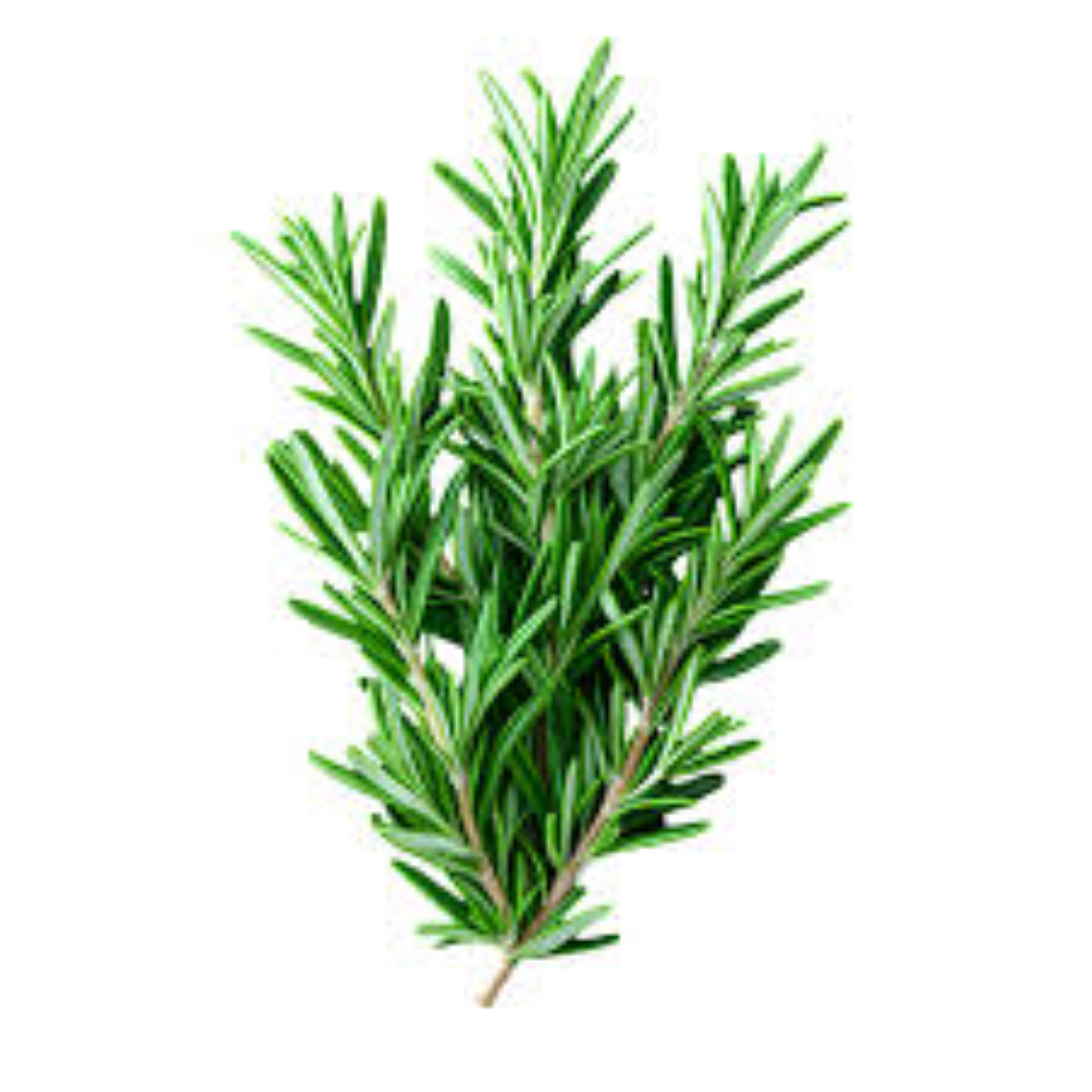 AAA FRESH ROSEMARY